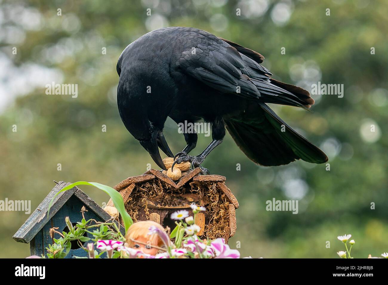Large Black bird attacks a peanut Stock Photo