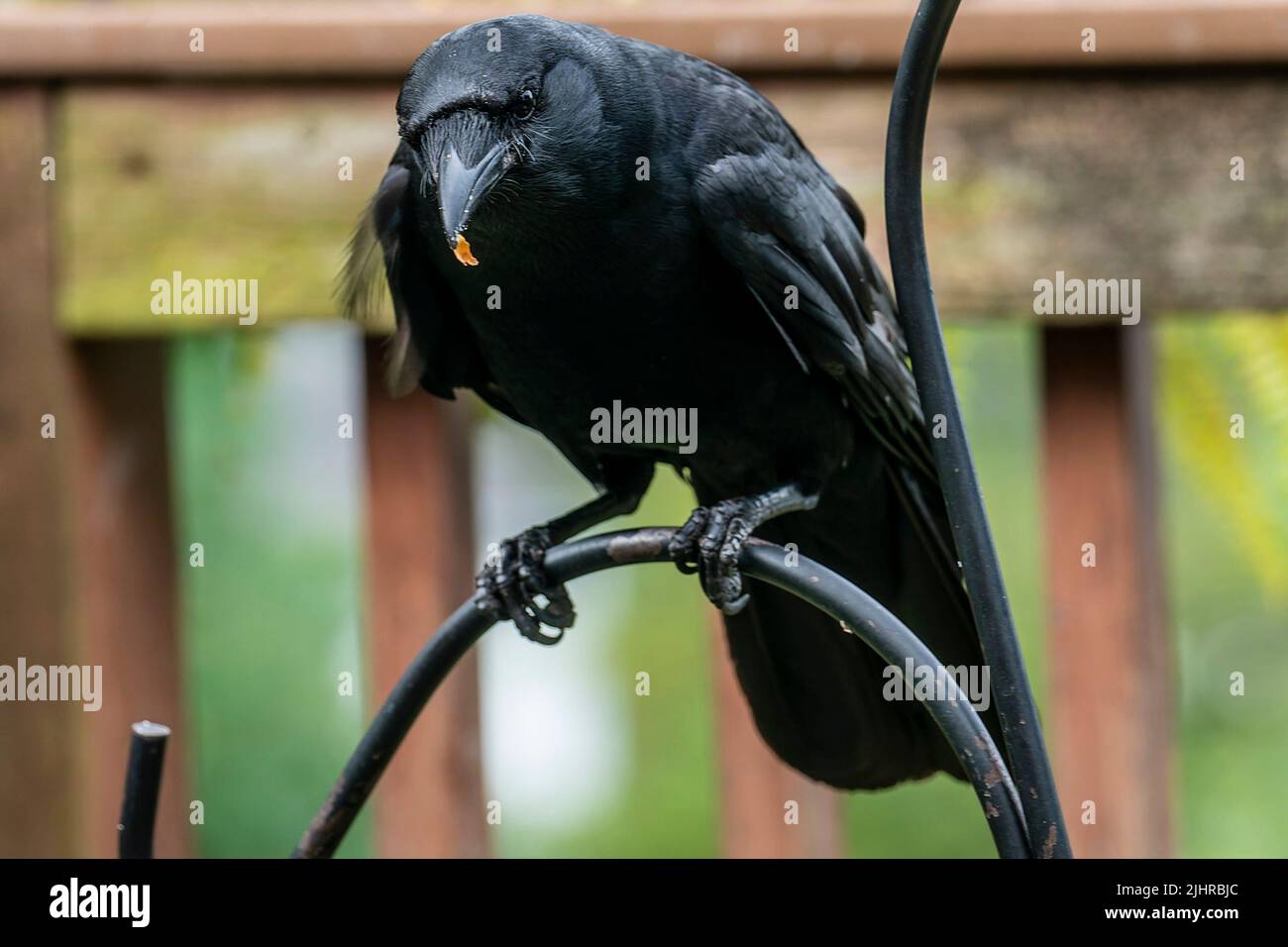 Large Black bird on a curved metal bar Stock Photo