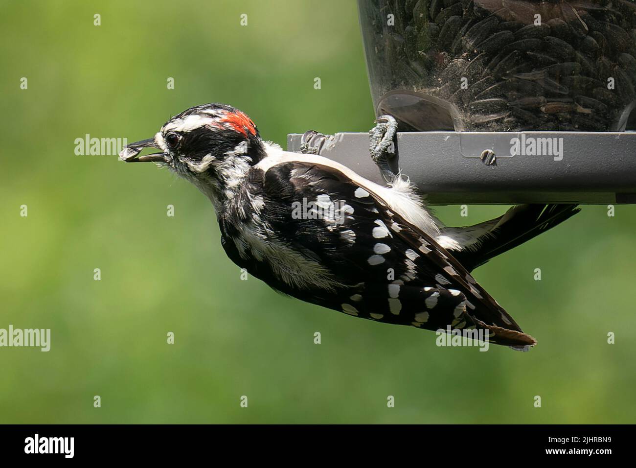 Woodpecker clings to the bird feeder Stock Photo