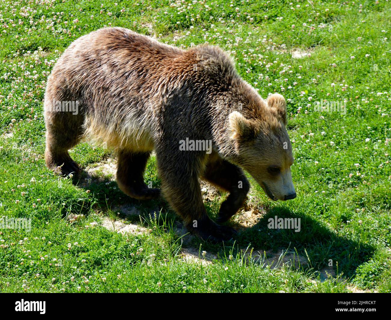Brown bear (Ursus arctos) walking on grass and seen from above Stock Photo
