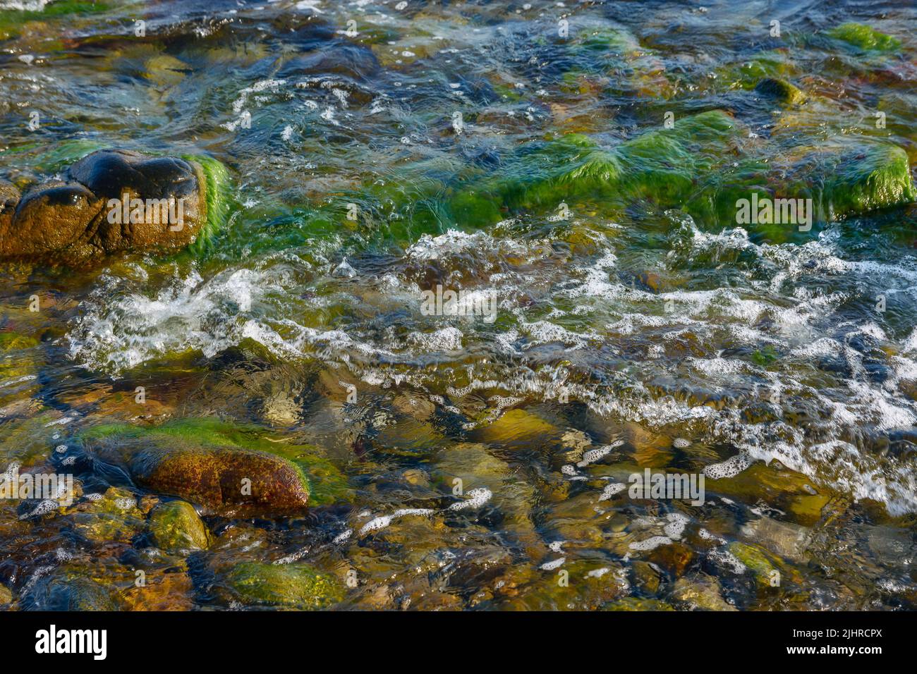 seaweed nature background. plant among the stones and pebbles in transparent water at the sea shore Stock Photo