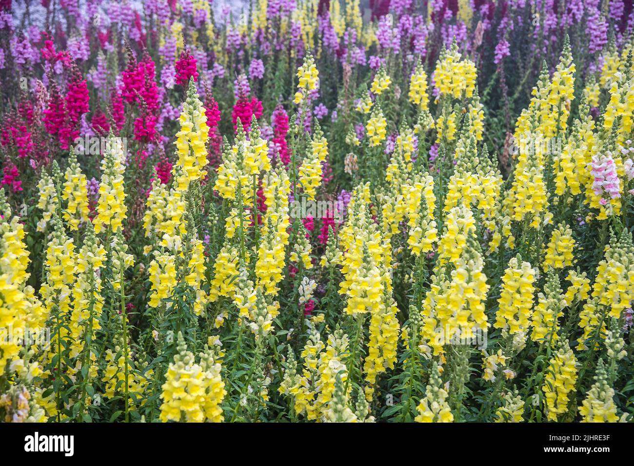 Antirrhinum majus dragon flower in bloom in garden Stock Photo Alamy