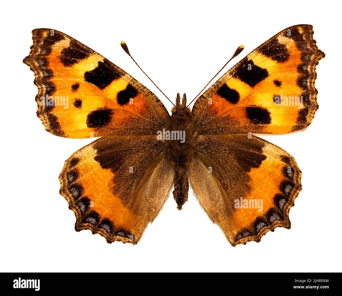 Small tortoiseshell btterfly (Aglais urticae) isolated on white background, is a butterfly of the family Nymphalidae. Stock Photo
