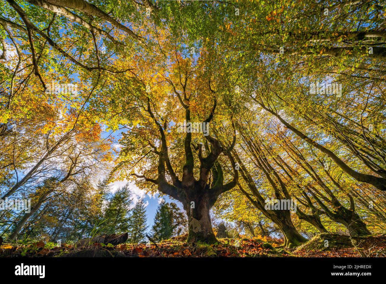 Color palette autumn 2022 hi-res stock photography and images - Alamy