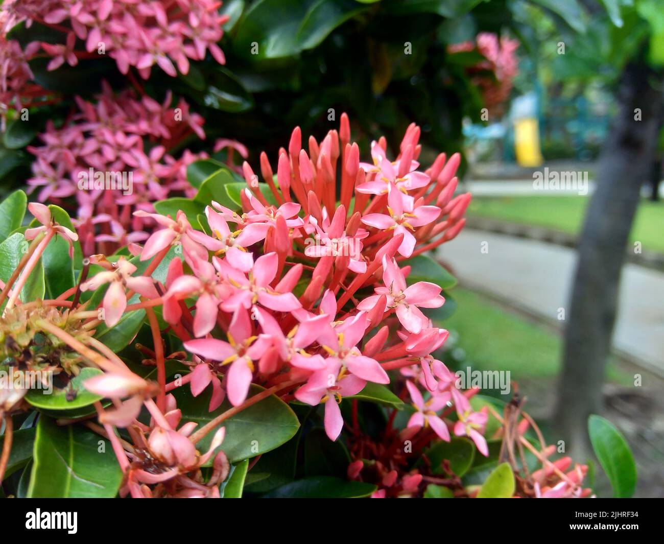 West Indian jasmine (also called ixora, jungle flame, jungle geranium, cruz de Malta) with a natural background Stock Photo