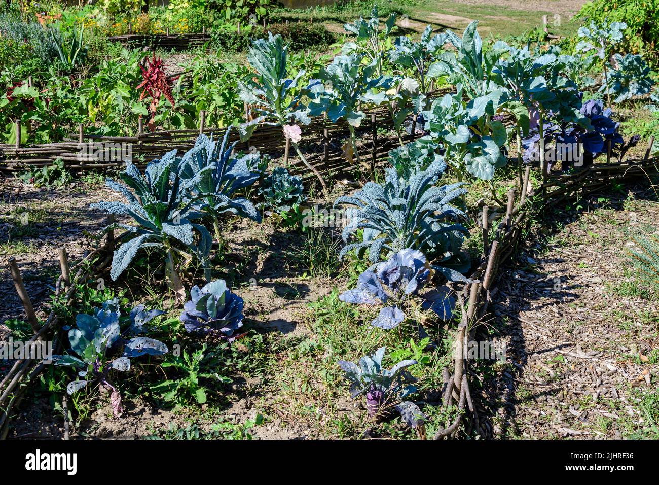 Many fresh organic green leaves of cauliflower, broccoli, Tuscan and curly kale plants in an organic garden, in a sunny autumn day, beautiful outdoor Stock Photo