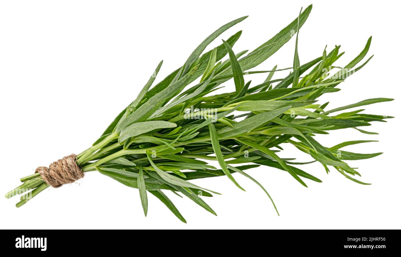 Tarragon bunch isolated on white background Stock Photo
