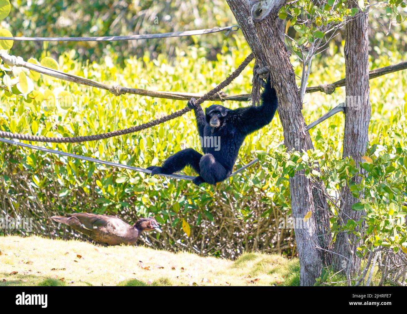 MACACO ARANHA DE TESTA BRANCA (WHITE-CHEEKED SPIDER MONKEY-ING