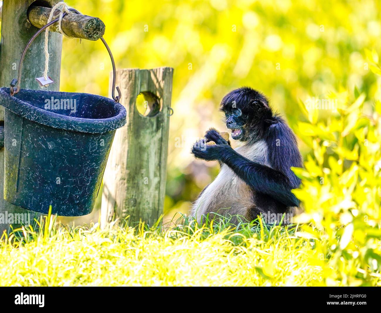 MACACO ARANHA DE TESTA BRANCA (WHITE-CHEEKED SPIDER MONKEY-ING