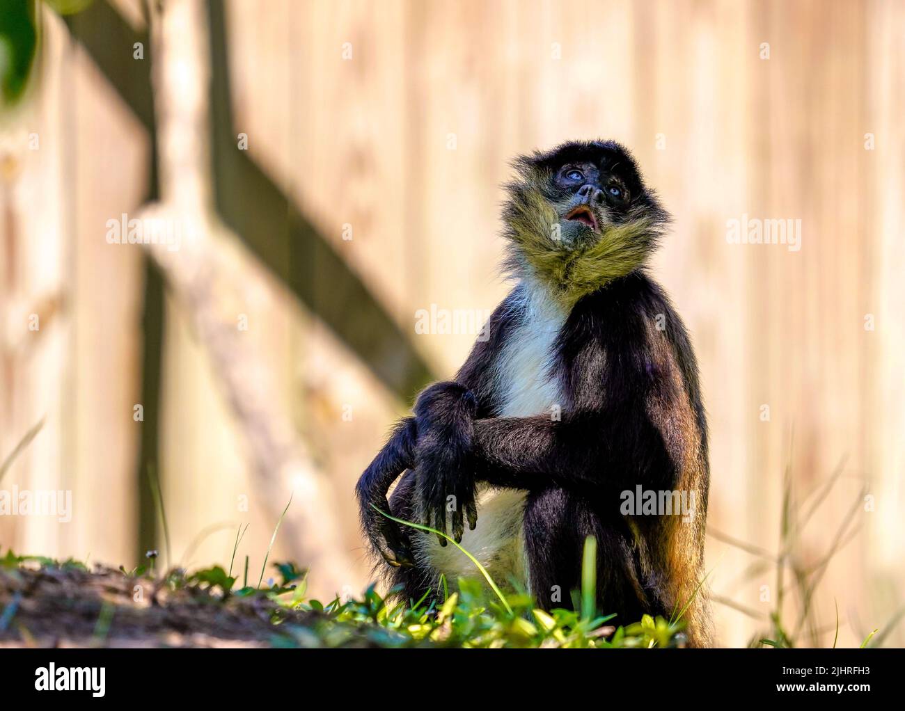 Macaco Aranha / Spider Monkey, Macaco aranha de testa branc…