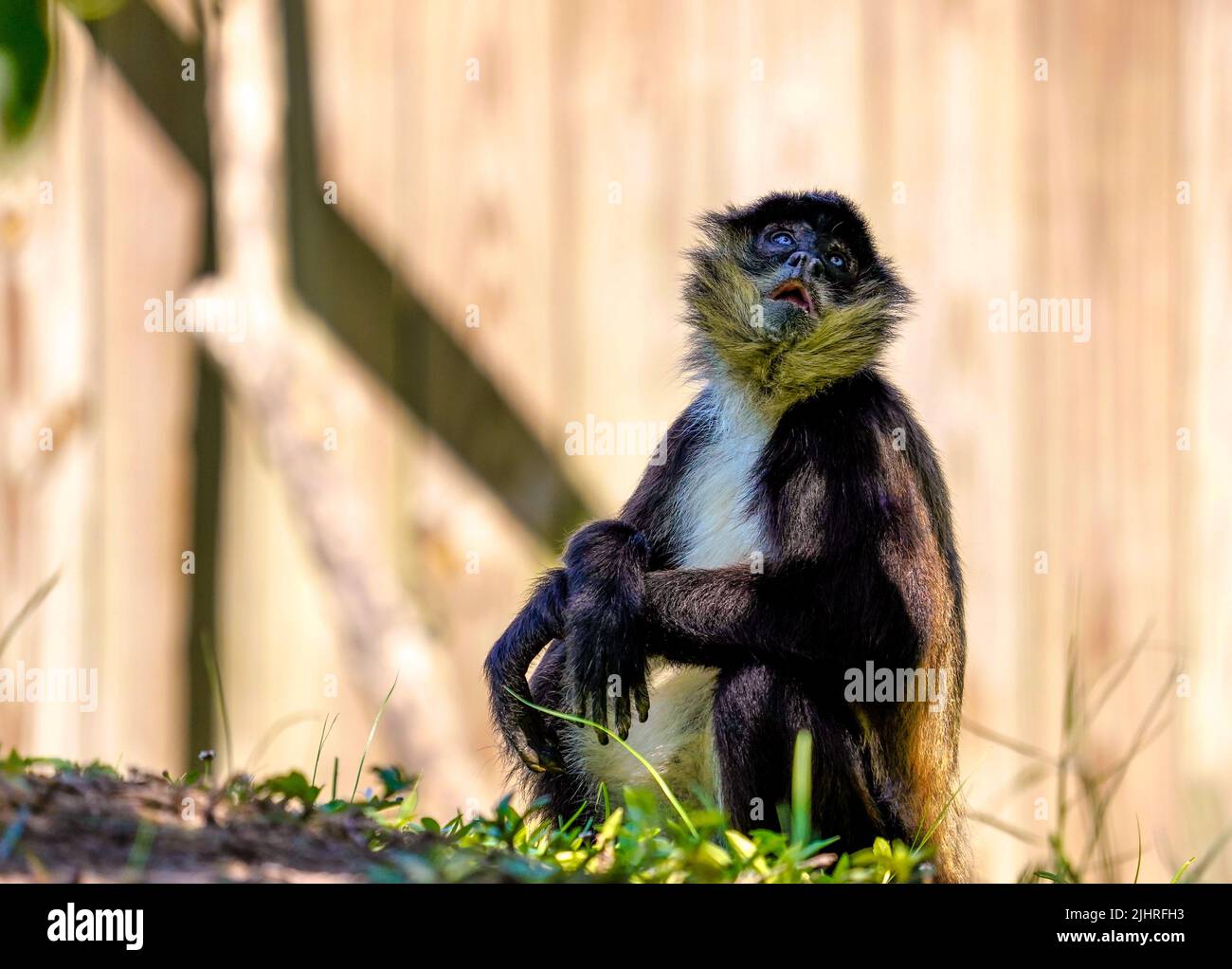 Macaco aranha hi-res stock photography and images - Alamy