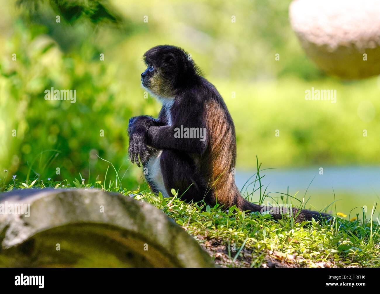 MACACO ARANHA DE TESTA BRANCA (WHITE-CHEEKED SPIDER MONKEY-ING