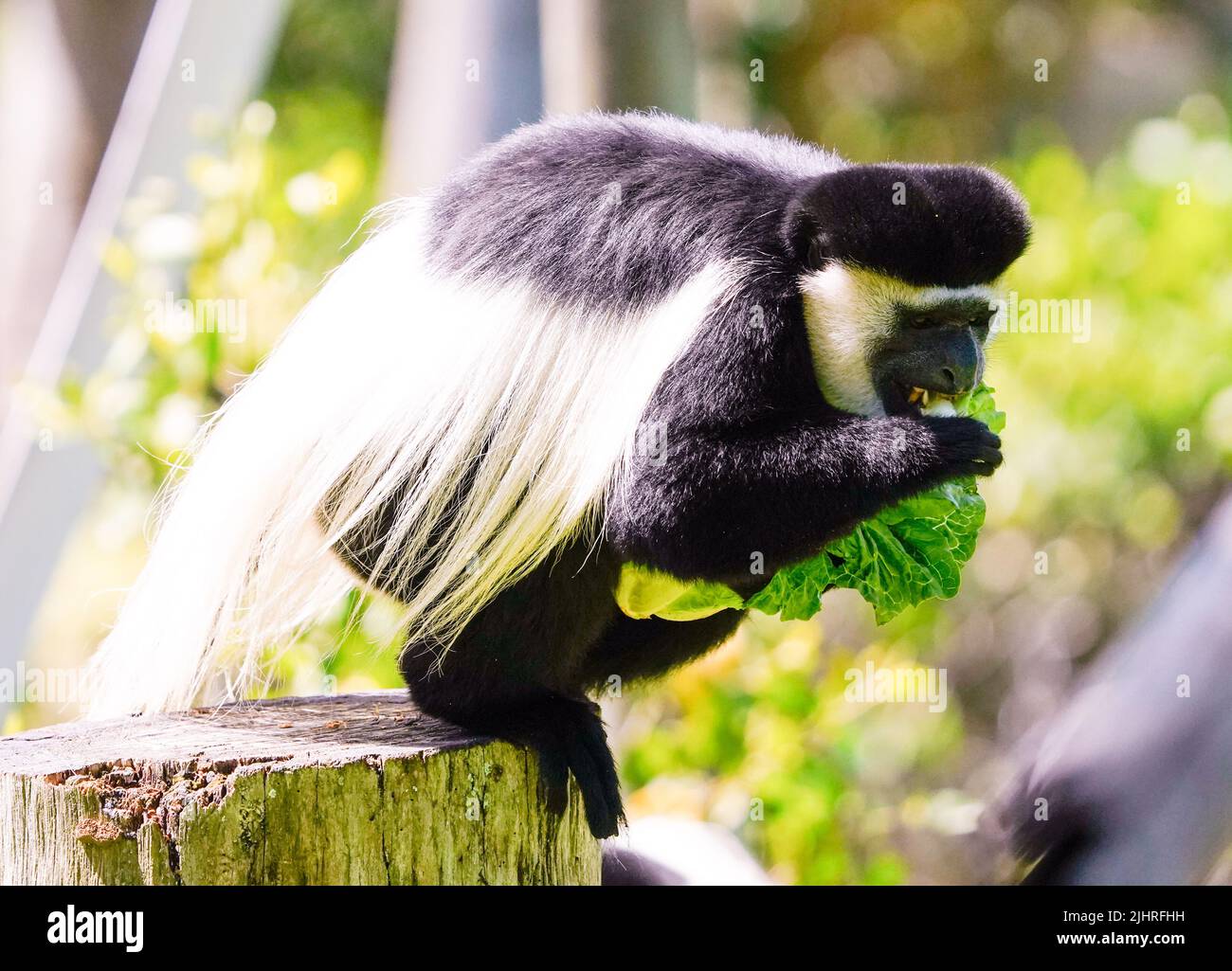 MACACO ARANHA DE TESTA BRANCA (WHITE-CHEEKED SPIDER MONKEY-ING