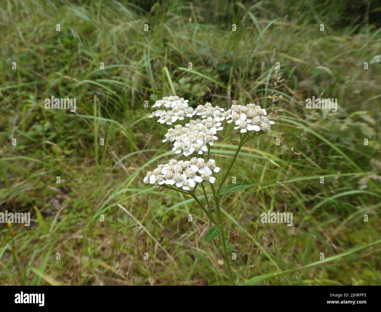 Wild flower in the meadow Stock Photo