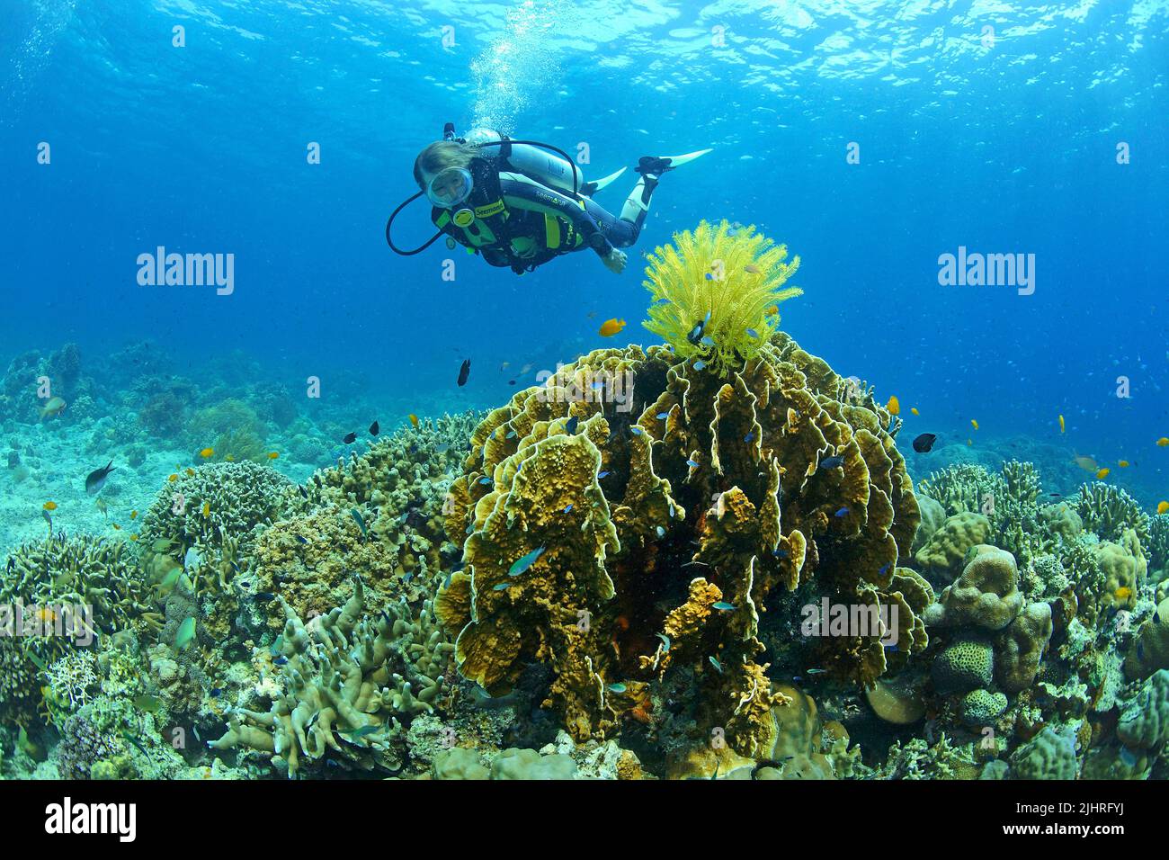 Scuba diver looks on a yellow feather star on a Millepora fire coral  (Millepora platyphylla), Great Barrier Reef, Australia Stock Photo