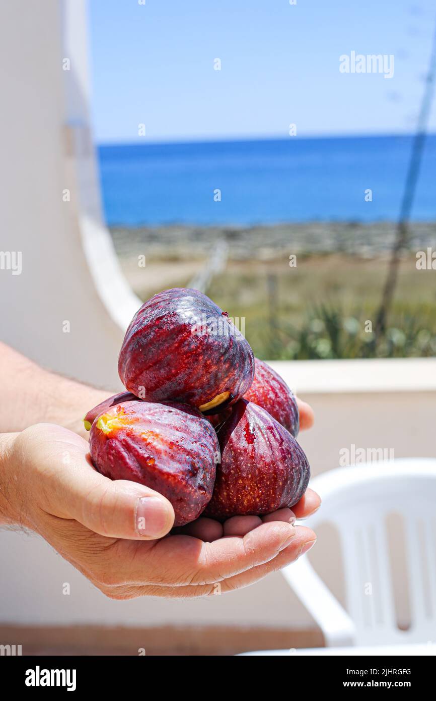 Fresh figs Ficus carica Stock Photo