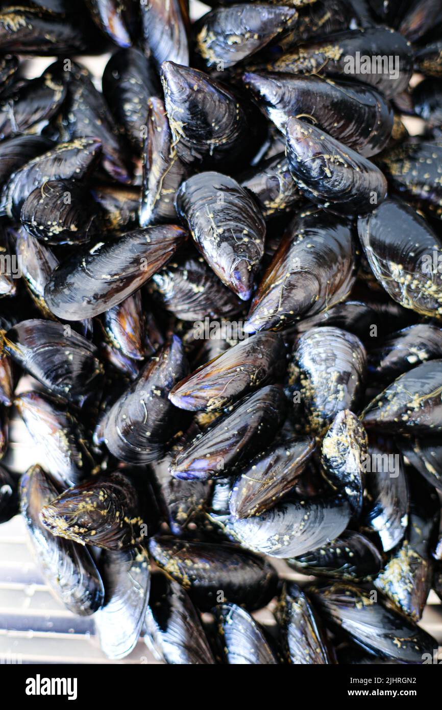 Uncooked mussels Stock Photo
