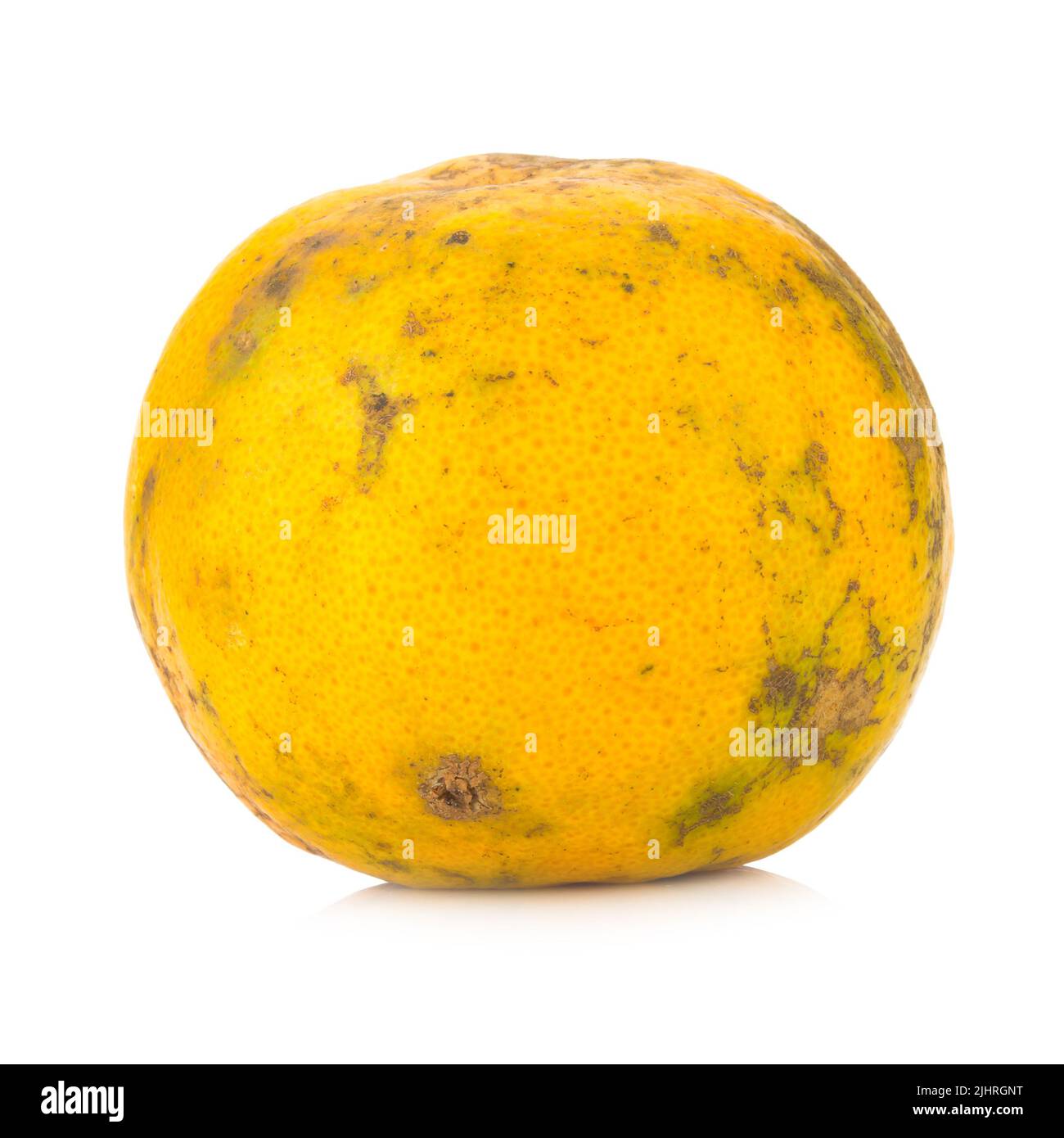 Very Rotten Orange orange. rotten. dirty. isolated on white background Stock Photo - Alamy