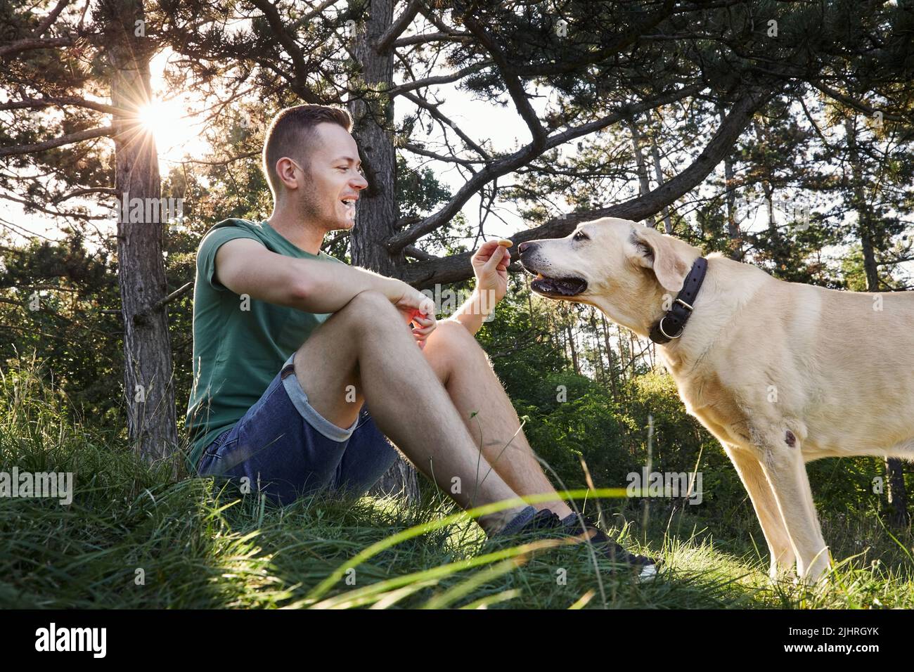 Man with his dog sitting in grass under tree during sunny summer day. Pet owner holding cookie for his cute labrador retriever. Stock Photo