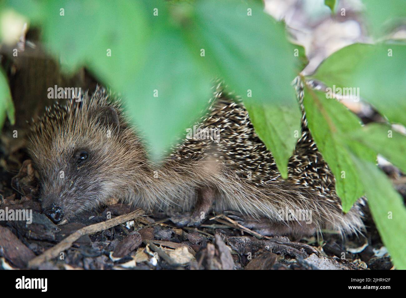 Hedgehog searching shadow in the noonday heat Stock Photo