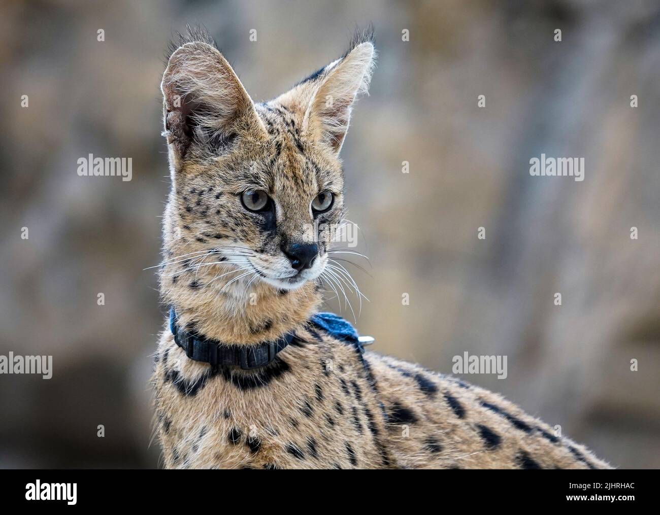 July 19, 2022, Naples Florida USA African Serval on display at The