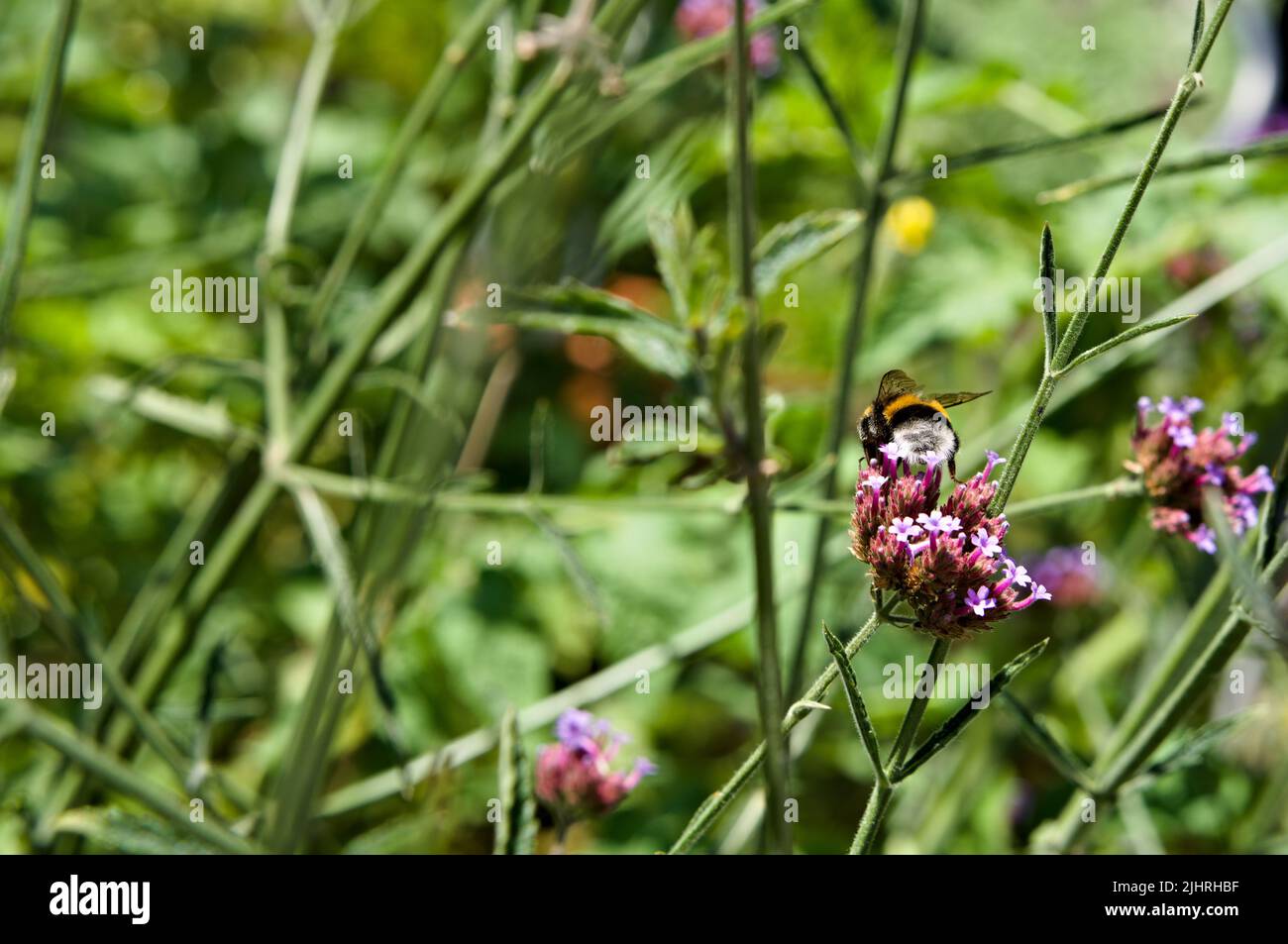 One bumblebee on flowering verbena Stock Photo