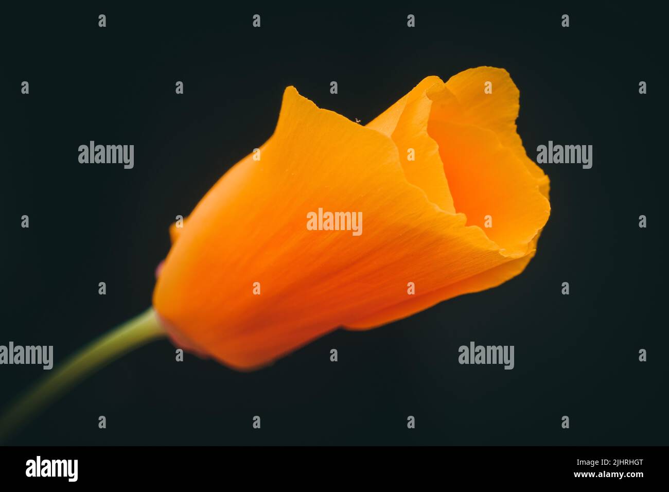 A macro shot of an orange california poppy flower on a black background Stock Photo