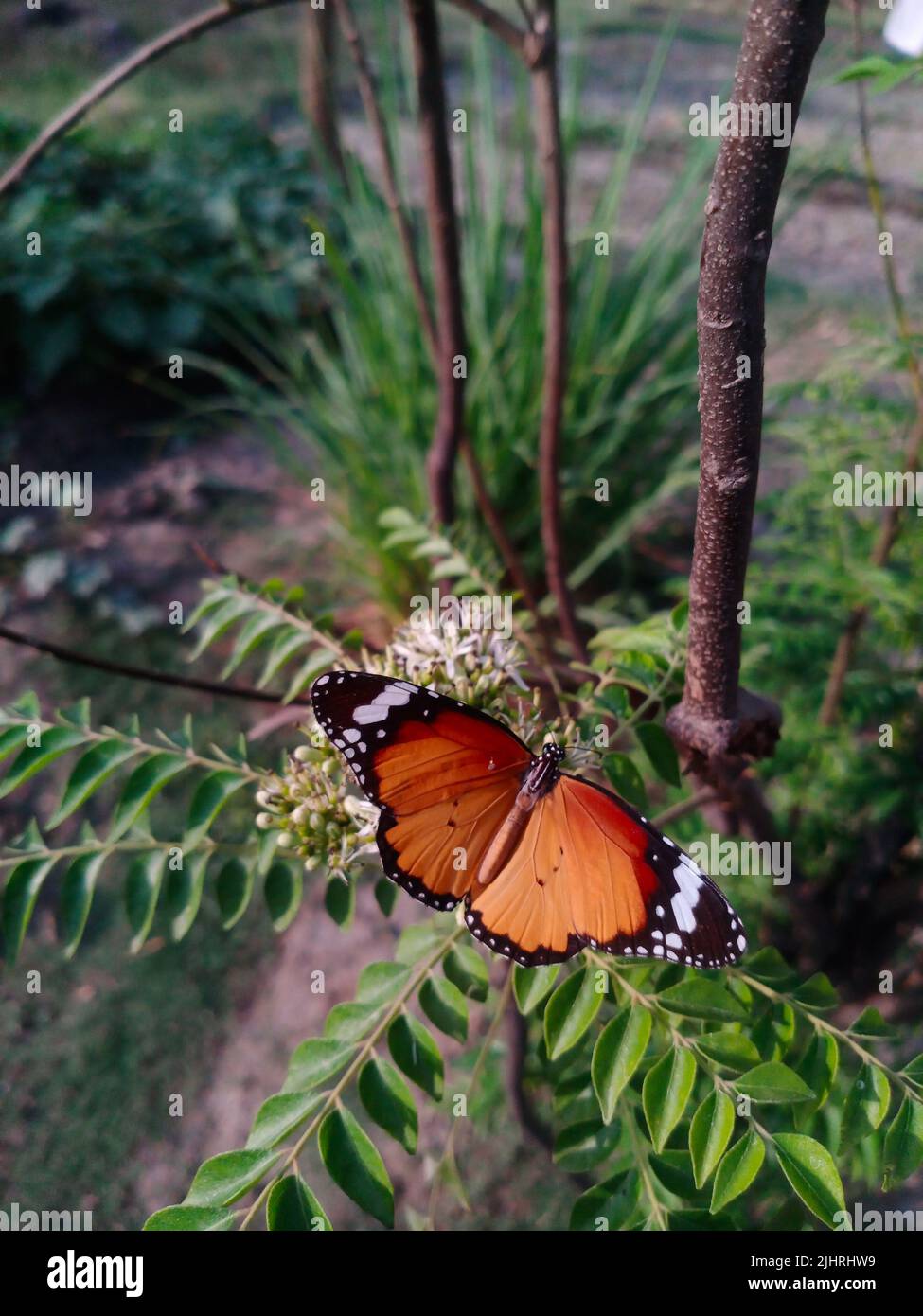 A closeup of Plain Tiger butterfly on a tree branch Stock Photo