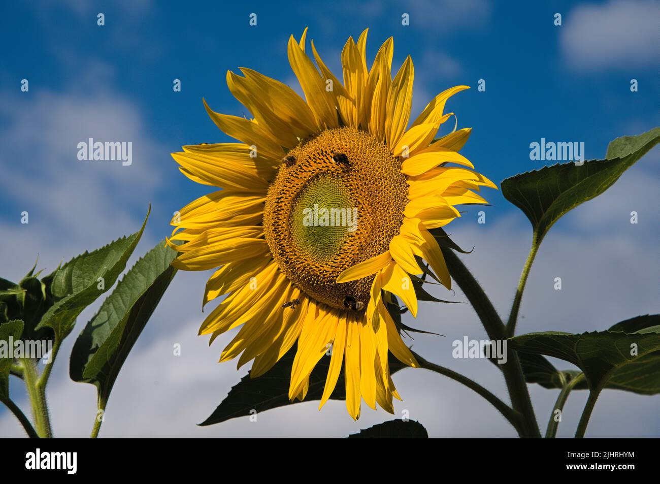 Busy bumblebees on sunflower Stock Photo