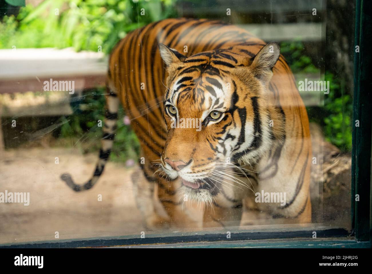 A beautiful orange tiger behind a glass in a zoo Stock Photo