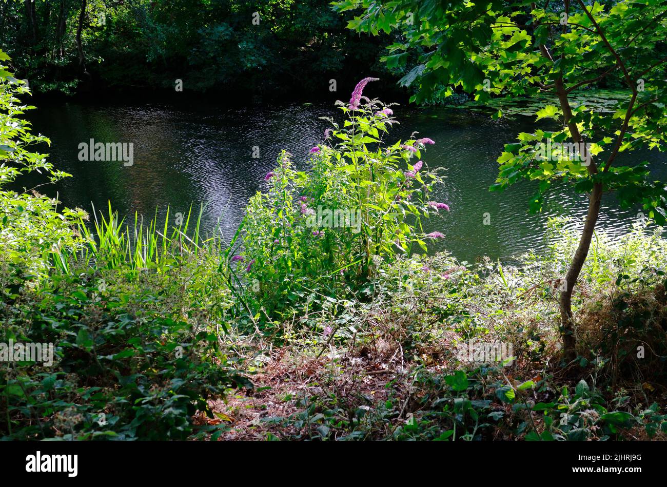 A view of the River Wensum from the footpath leading to Train Wood north of St Crispin's Bridge in the City of Norwich, Norfolk, United Kingdom. Stock Photo