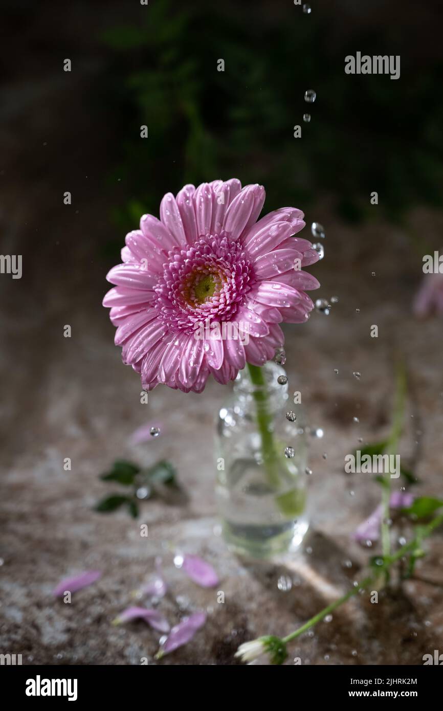 Flower with water drops.Photo in action.Beauty flowers stilllife.Old table Stock Photo