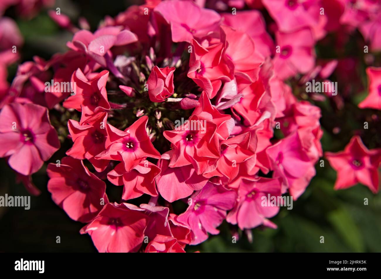 Close-up of flowering phlox in summertime Stock Photo