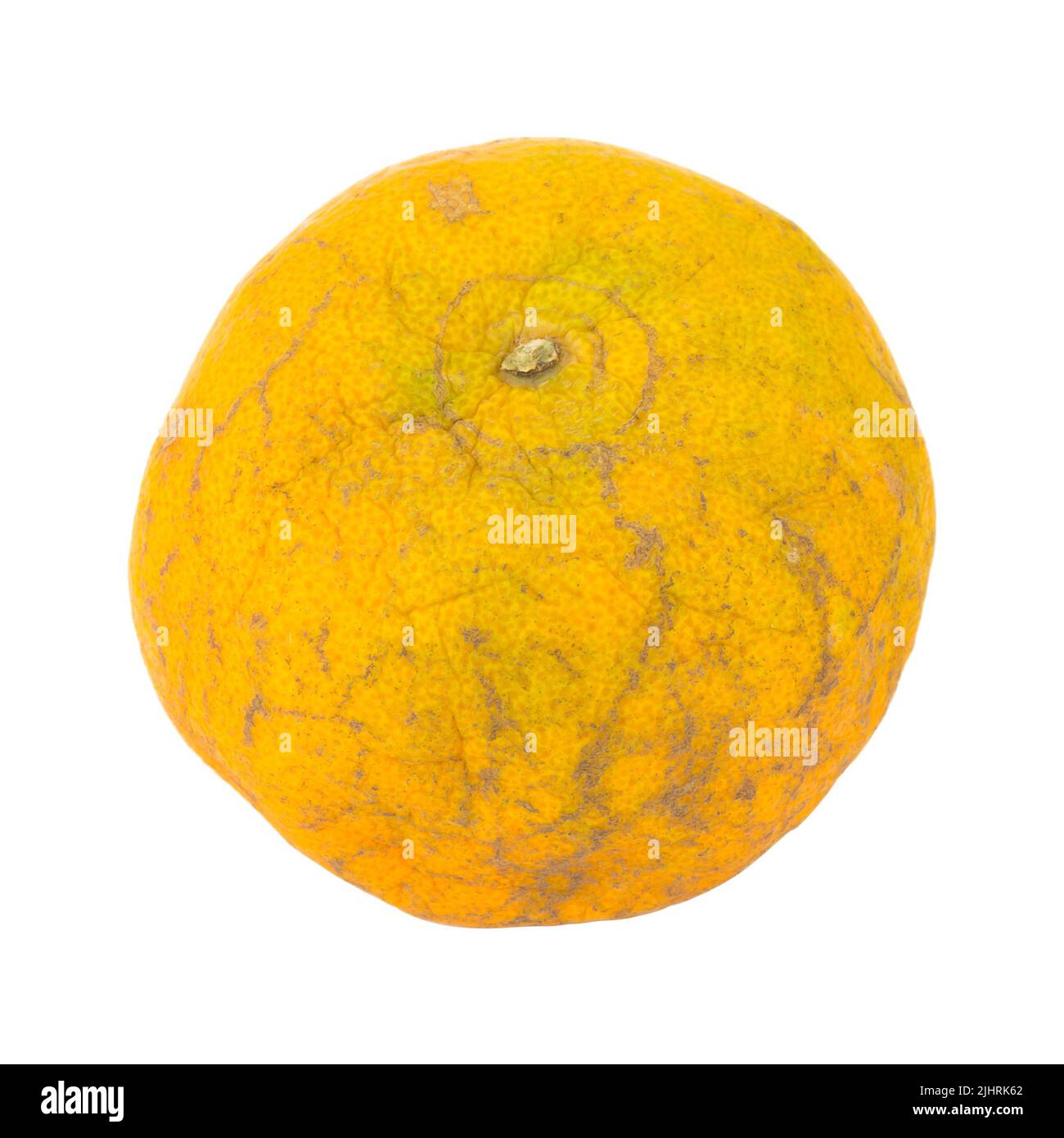 Very Rotten Orange orange. rotten. dirty. isolated on white background Stock Photo - Alamy
