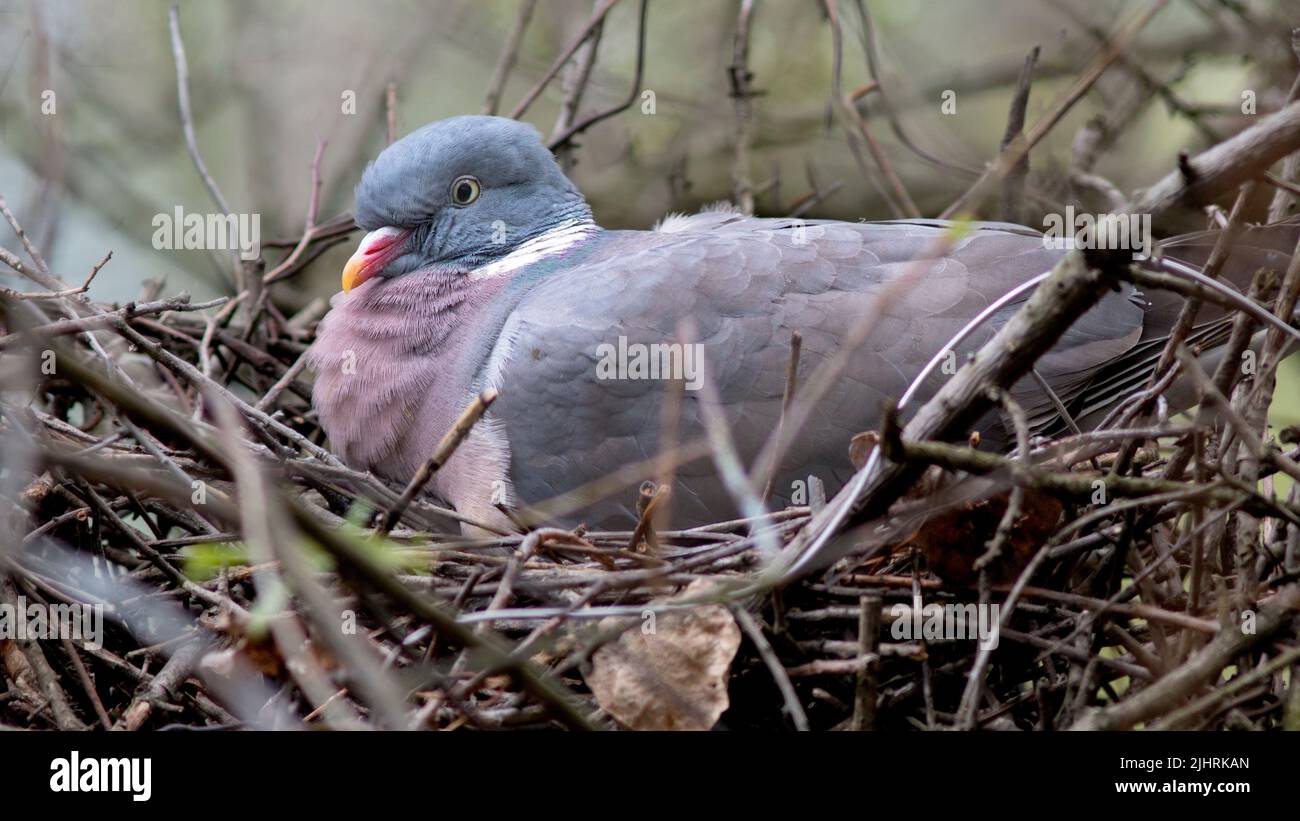 An adorable Common wood pigeon on its eggs in the nest Stock Photo Alamy