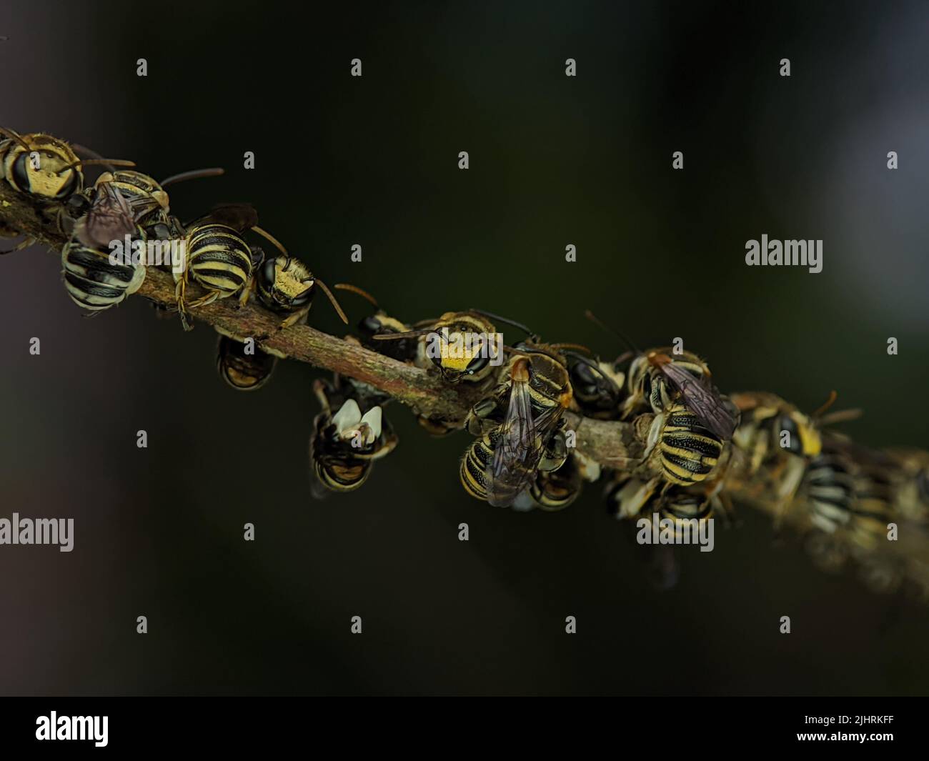 A group of stingless bees resting on a tree branch Stock Photo Alamy