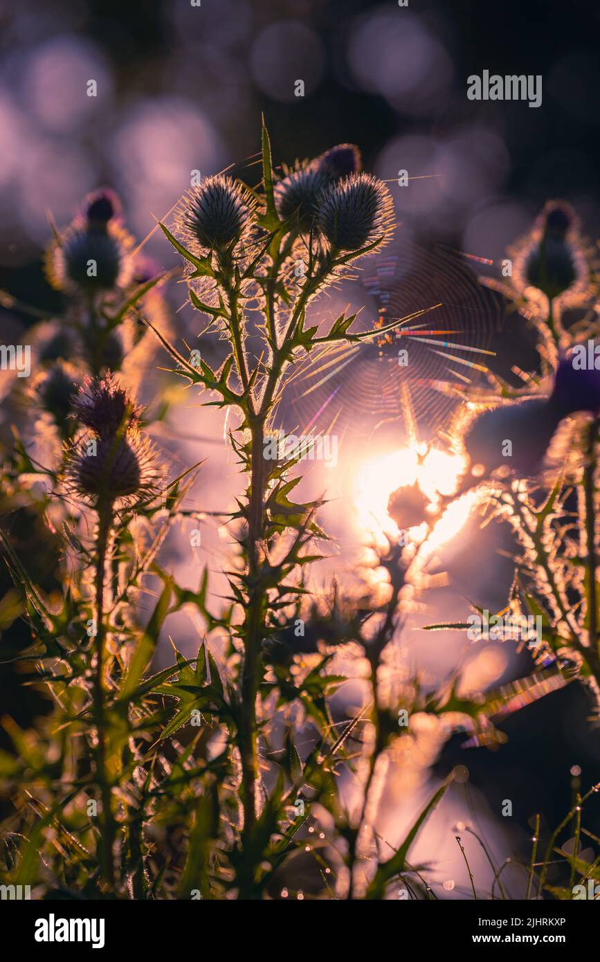 Thistle and cobweb backlit by the sun in the countryside in England, UK on the hottest recorded day. Stock Photo
