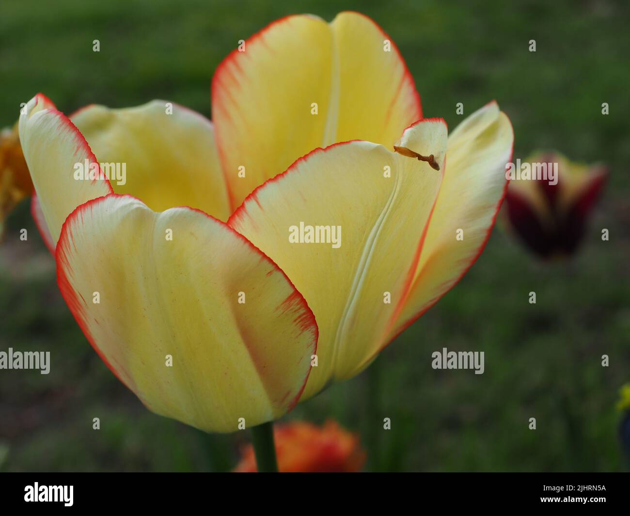 The macro of a yellow garden tulip bulb against the green grass ...