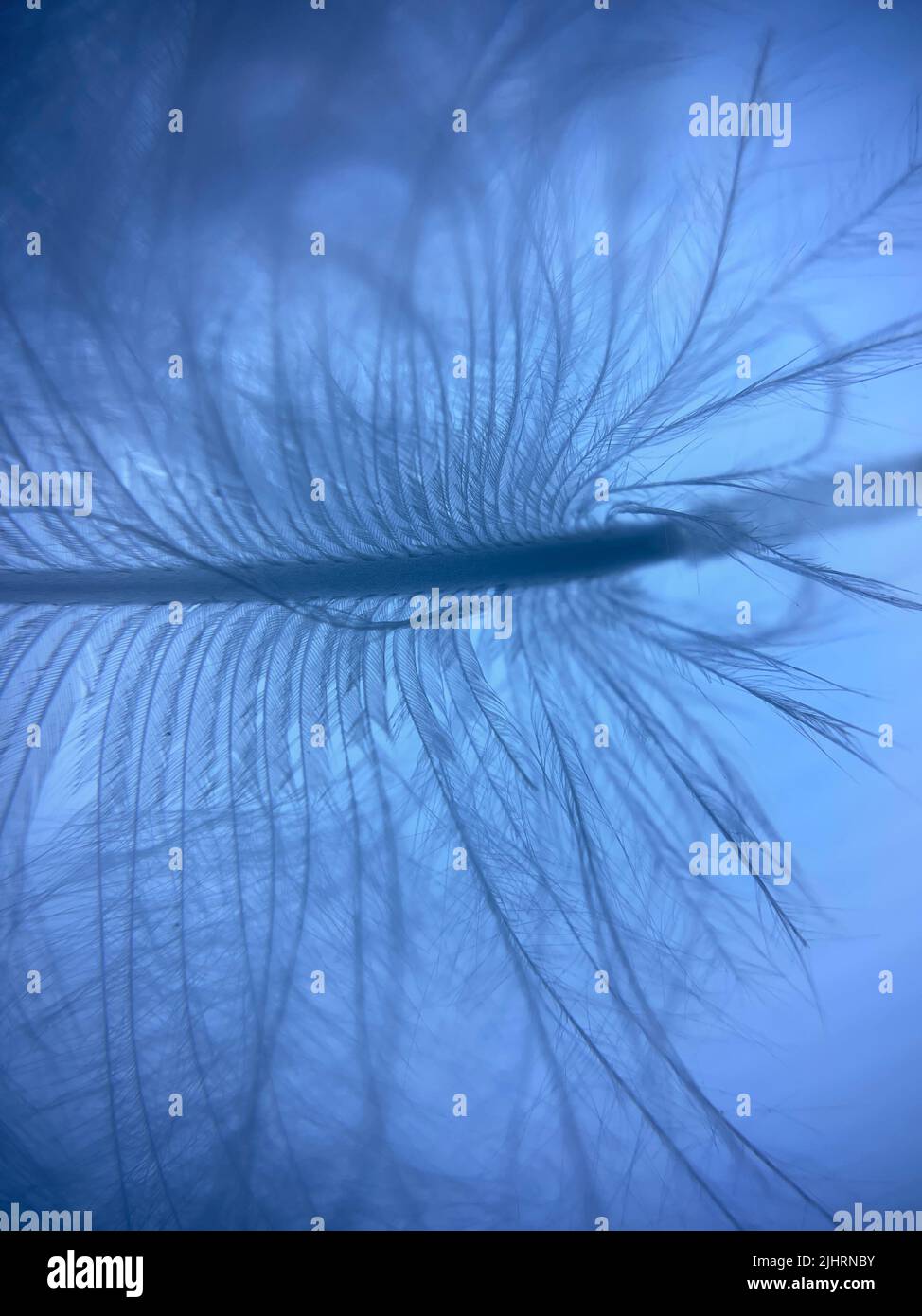The vertical macro of blue color bird feather - beautiful choice for ...