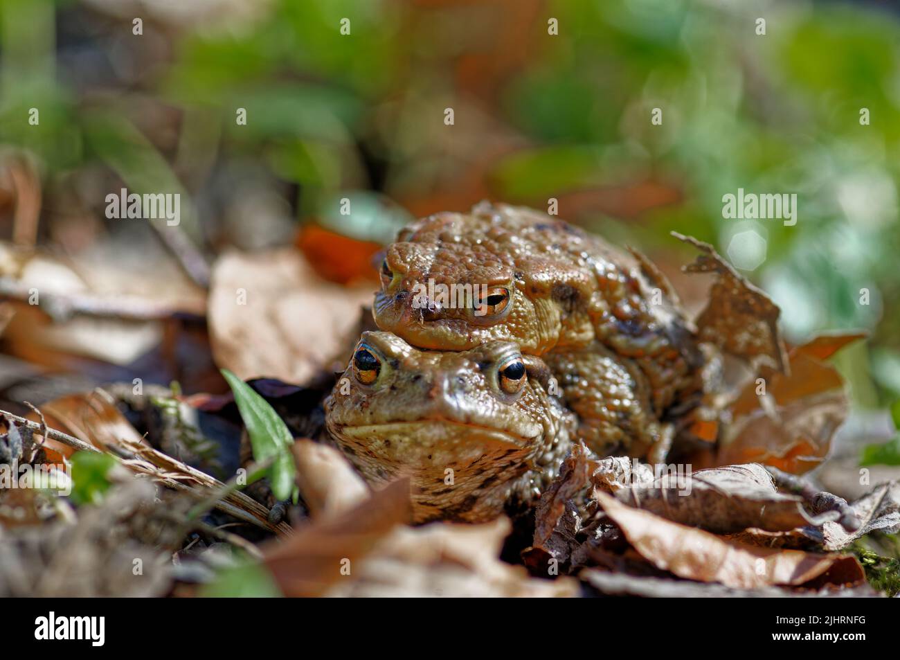 A closeup of two common toads (Bufo bufo) mating on fall leaves Stock Photo