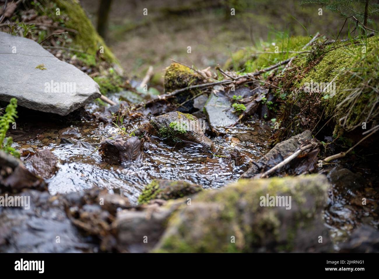 A closeup shot of a small creek among stones covered with moss in the forest Stock Photo