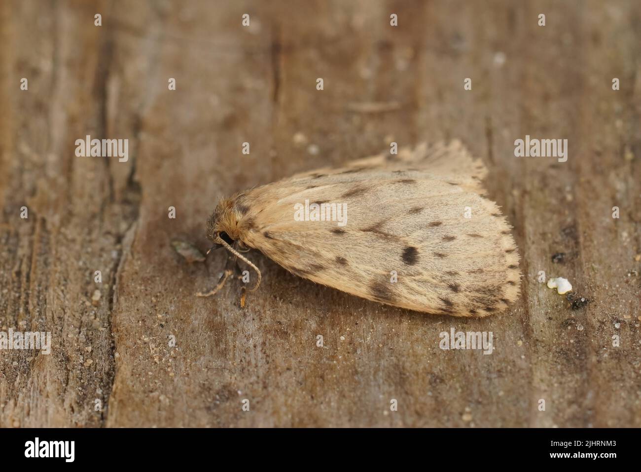 Closeup on the small yellow round-winged muslin moth, Thumatha senex in he garden Stock Photo