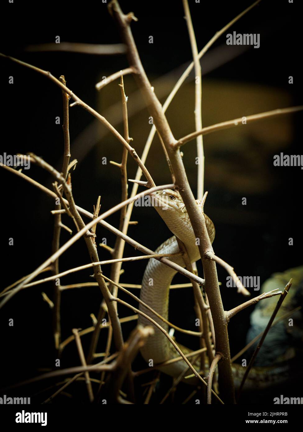 A view of a venomous snake in the branches Stock Photo