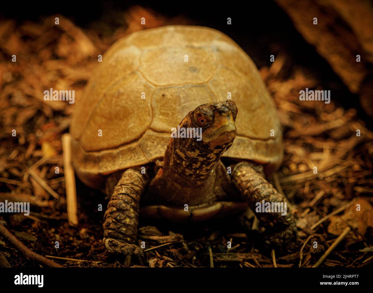 A closeup view of a turtle on the ground Stock Photo