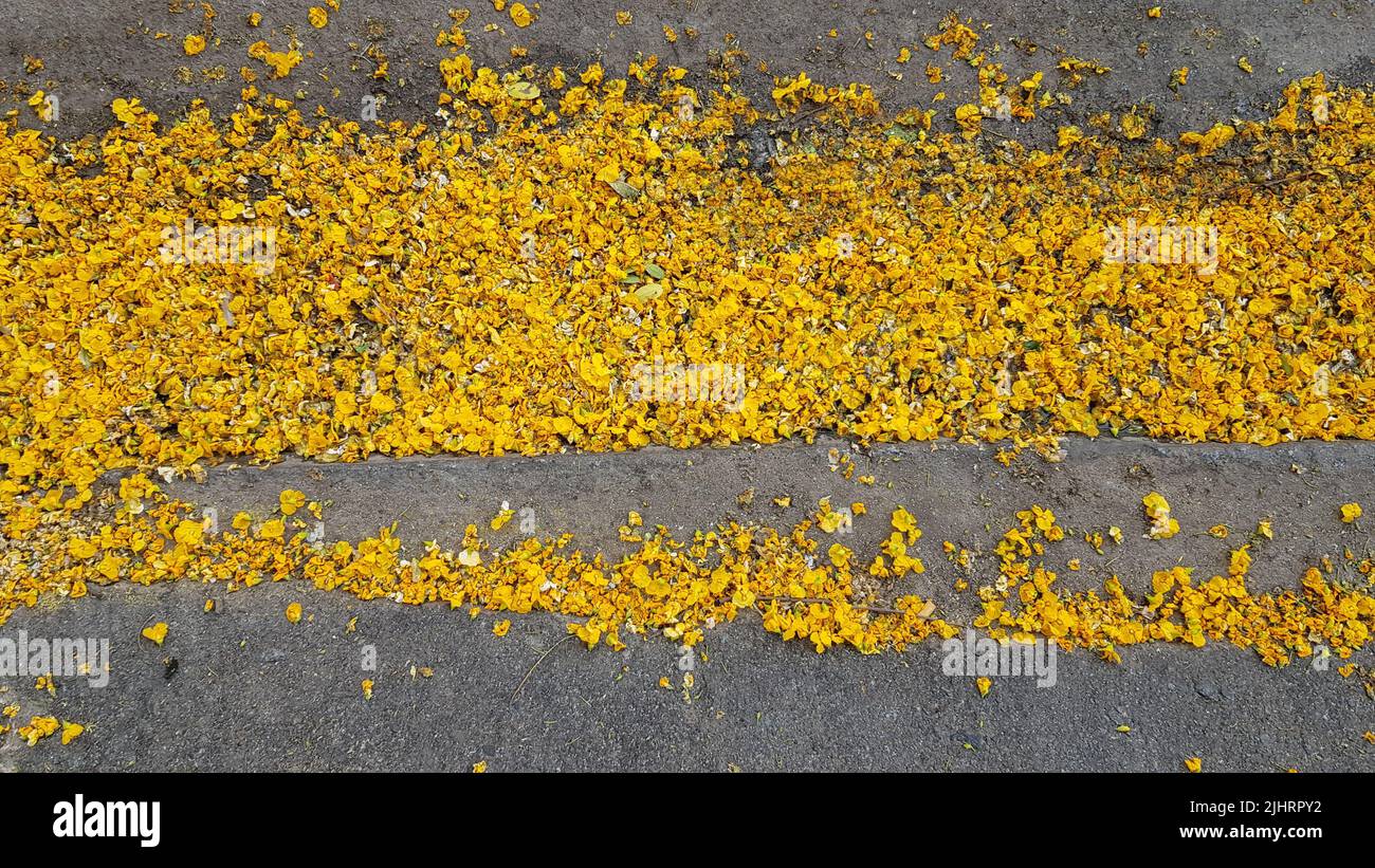 Many yellow flowers of the tipas tree on the curb of the sidewalk and the street. Stock Photo