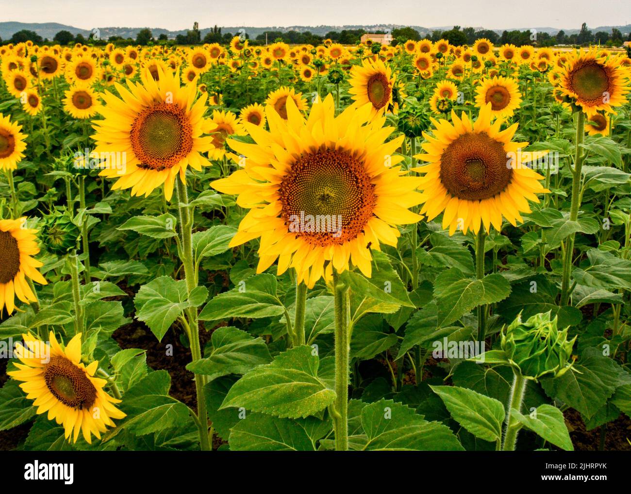 A large field of pretty sunflowers during daytime Stock Photo - Alamy