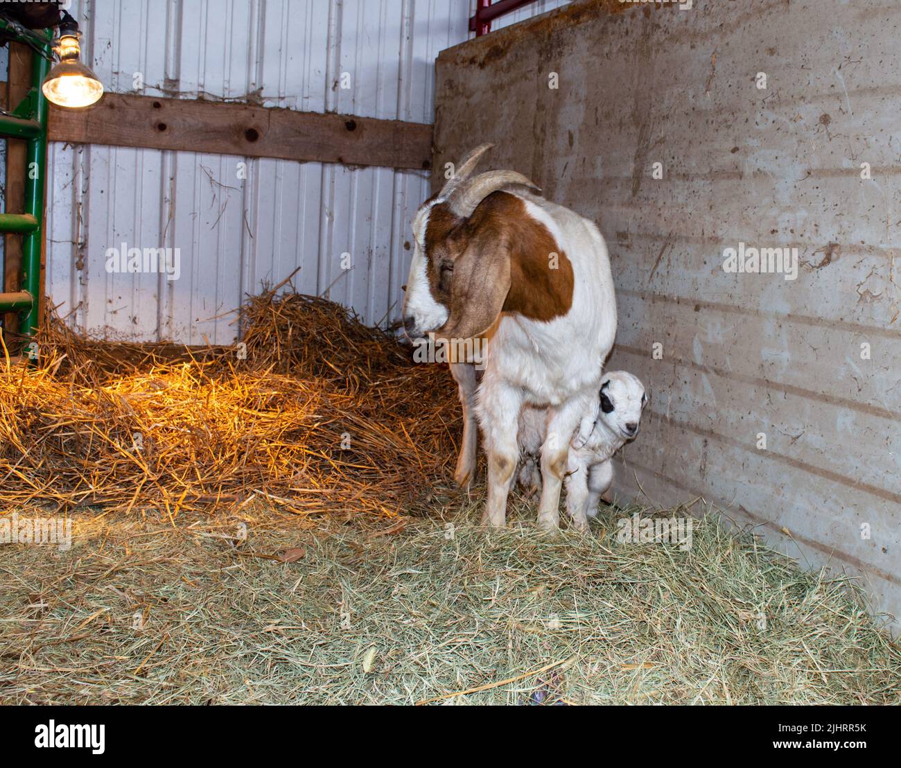 Heat lamp animal hi-res stock photography and images - Alamy Heat lamp animal hi-res stock photography and images - Alamy