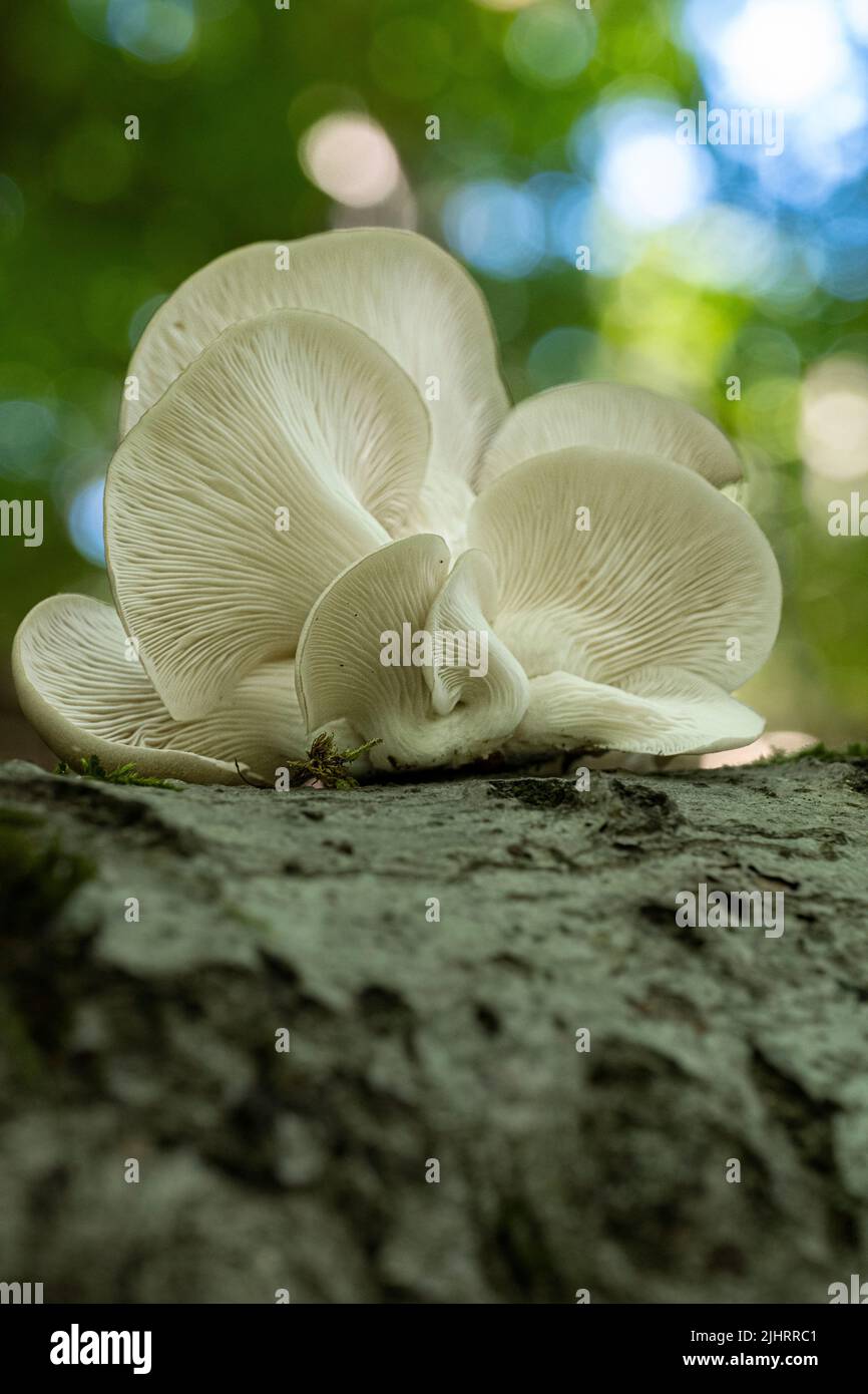 Fresh lung oyster mushrooms in the forest on a tree stump Stock Photo ...