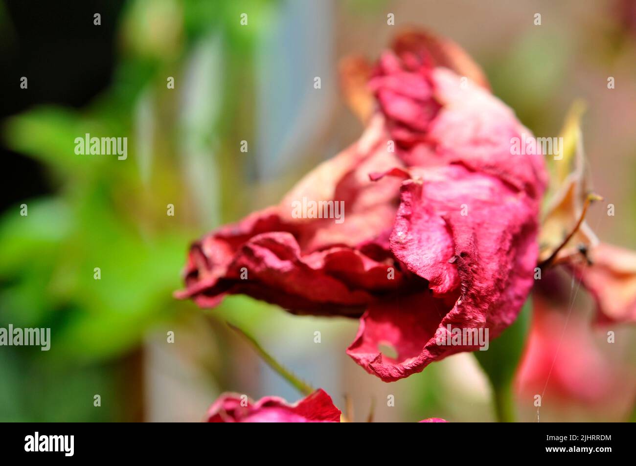 Dead rose bush hires stock photography and images Alamy