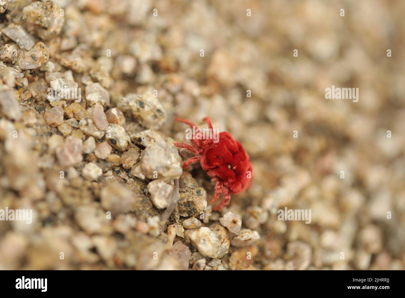 A closeup shot of a small red velvet mites crab crawling on tiny rocks in Narsapur forest Stock Photo